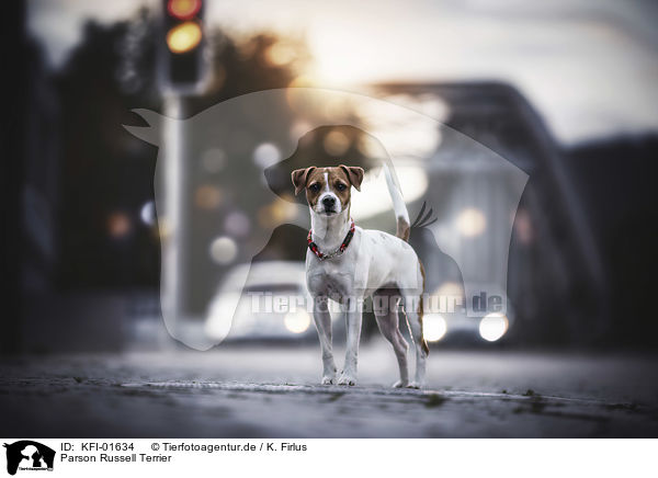 Parson Russell Terrier / KFI-01634