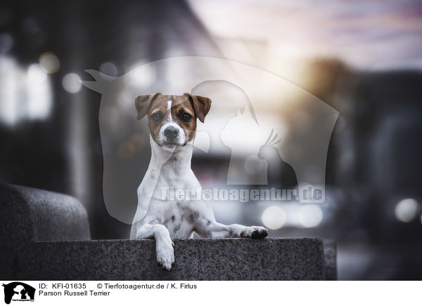 Parson Russell Terrier / KFI-01635