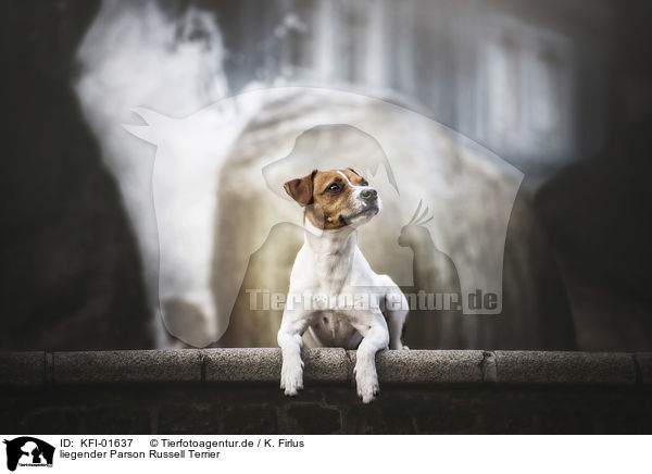 liegender Parson Russell Terrier / KFI-01637