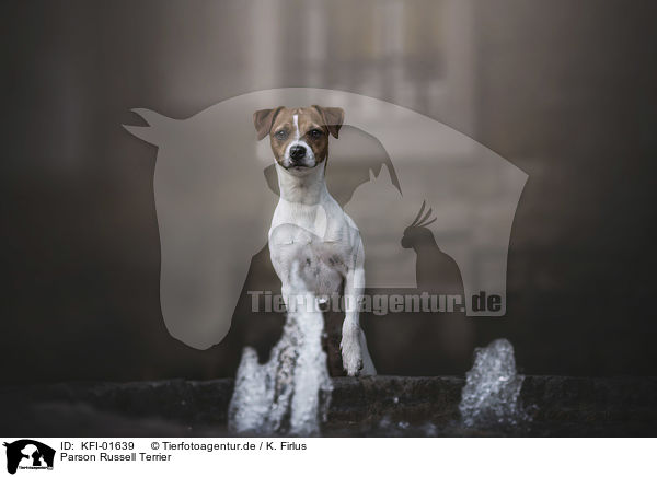 Parson Russell Terrier / KFI-01639