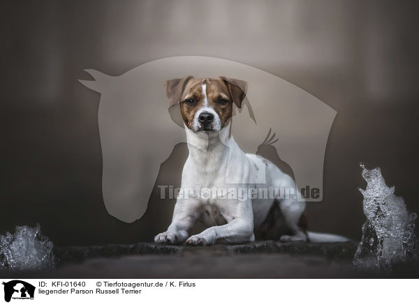 liegender Parson Russell Terrier / KFI-01640