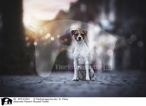 sitzender Parson Russell Terrier / KFI-01641