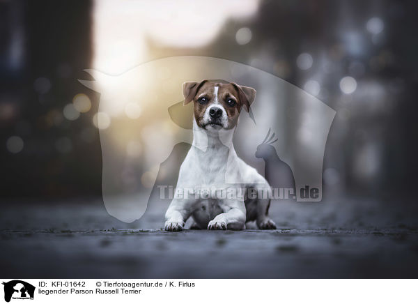 liegender Parson Russell Terrier / KFI-01642