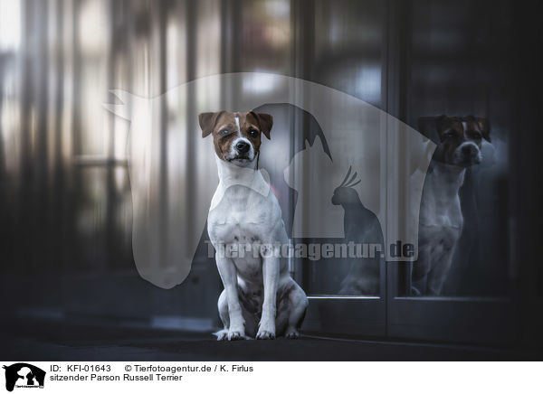 sitzender Parson Russell Terrier / KFI-01643
