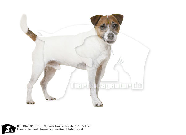 Parson Russell Terrier vor weiem Hintergrund / RR-103300