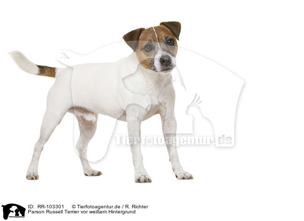 Parson Russell Terrier vor weiem Hintergrund / RR-103301