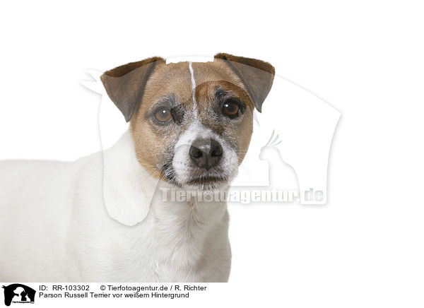 Parson Russell Terrier vor weiem Hintergrund / RR-103302
