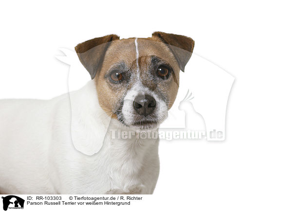 Parson Russell Terrier vor weiem Hintergrund / RR-103303