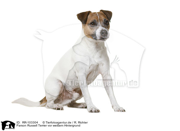Parson Russell Terrier vor weiem Hintergrund / RR-103304