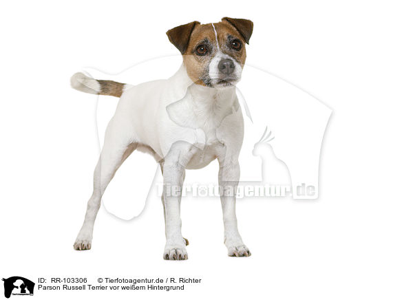 Parson Russell Terrier vor weiem Hintergrund / RR-103306