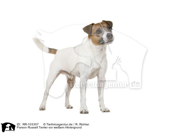 Parson Russell Terrier vor weiem Hintergrund / RR-103307