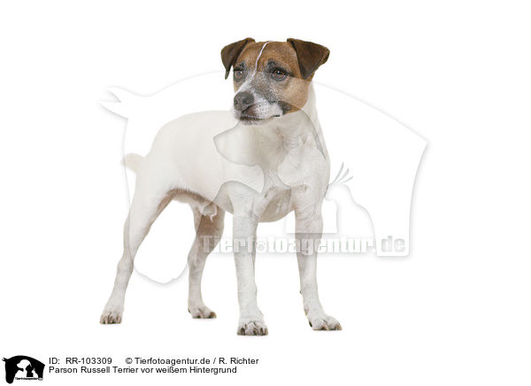 Parson Russell Terrier vor weiem Hintergrund / RR-103309