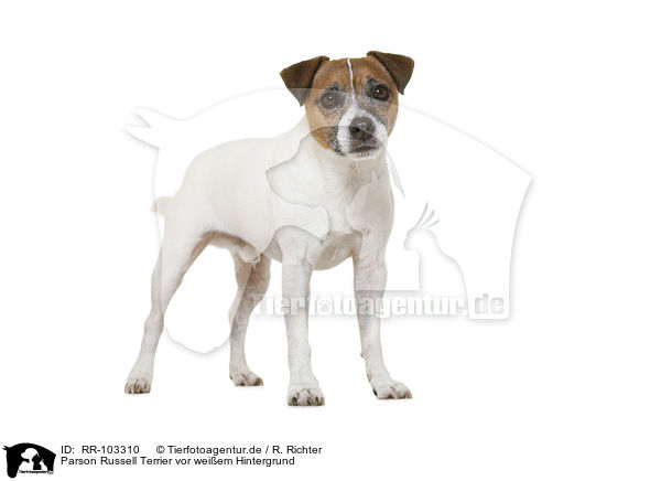 Parson Russell Terrier vor weiem Hintergrund / RR-103310