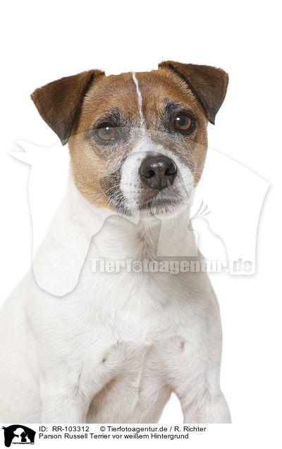 Parson Russell Terrier vor weiem Hintergrund / RR-103312
