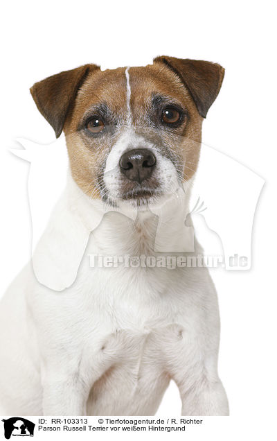 Parson Russell Terrier vor weiem Hintergrund / RR-103313