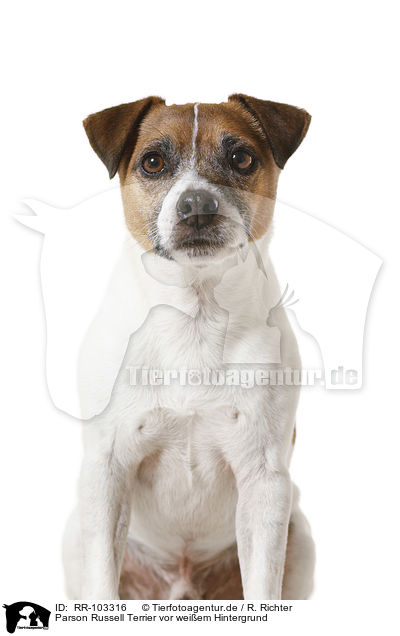 Parson Russell Terrier vor weiem Hintergrund / RR-103316
