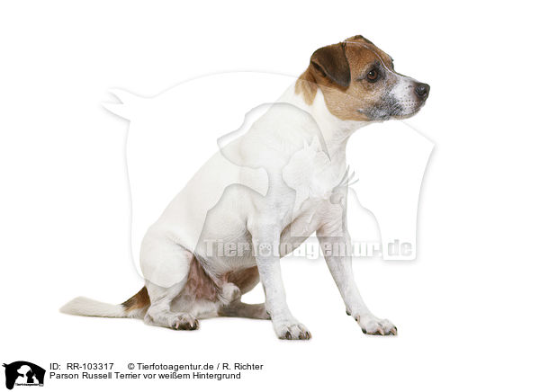 Parson Russell Terrier vor weiem Hintergrund / RR-103317