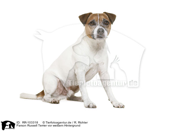 Parson Russell Terrier vor weiem Hintergrund / Parson Russell Terrier in front of white background / RR-103318