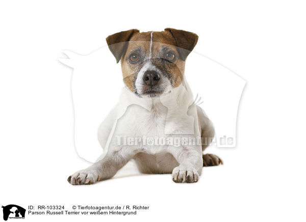 Parson Russell Terrier vor weiem Hintergrund / RR-103324