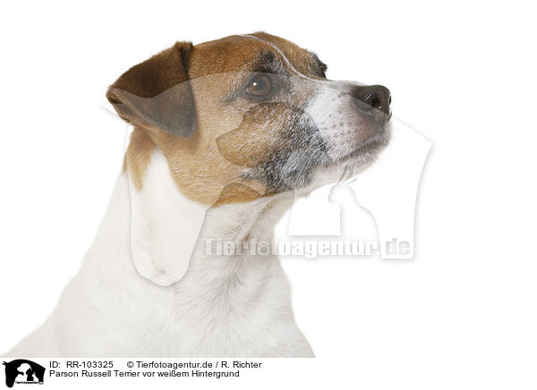 Parson Russell Terrier vor weiem Hintergrund / RR-103325