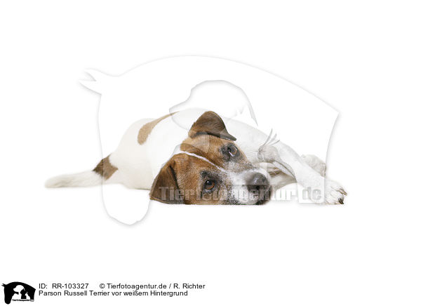 Parson Russell Terrier vor weiem Hintergrund / Parson Russell Terrier in front of white background / RR-103327