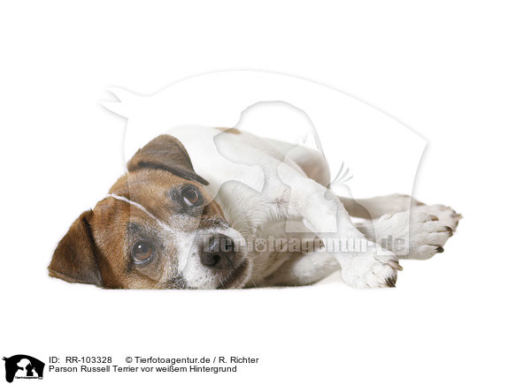 Parson Russell Terrier vor weiem Hintergrund / RR-103328
