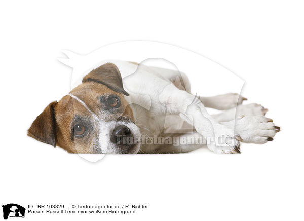Parson Russell Terrier vor weiem Hintergrund / Parson Russell Terrier in front of white background / RR-103329
