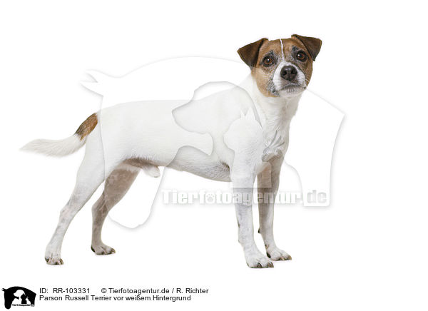Parson Russell Terrier vor weiem Hintergrund / RR-103331