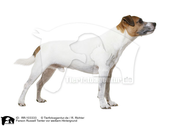 Parson Russell Terrier vor weiem Hintergrund / RR-103333