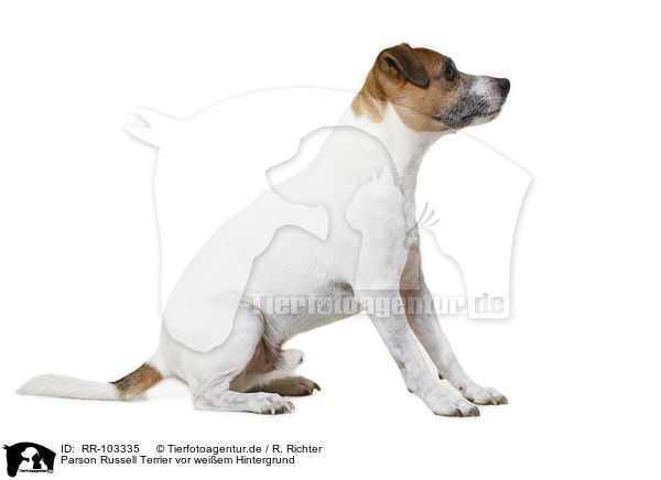 Parson Russell Terrier vor weiem Hintergrund / RR-103335