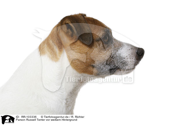 Parson Russell Terrier vor weiem Hintergrund / Parson Russell Terrier in front of white background / RR-103336