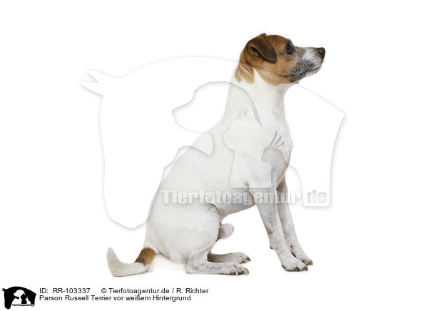 Parson Russell Terrier vor weiem Hintergrund / RR-103337