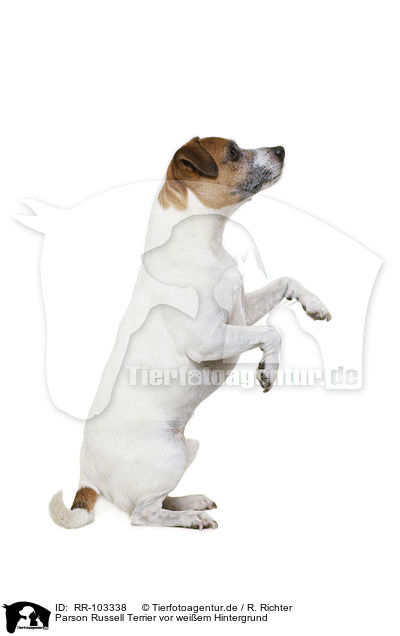 Parson Russell Terrier vor weiem Hintergrund / RR-103338