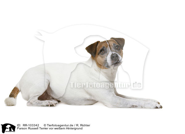 Parson Russell Terrier vor weiem Hintergrund / RR-103342
