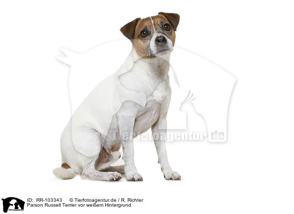 Parson Russell Terrier vor weiem Hintergrund / RR-103343