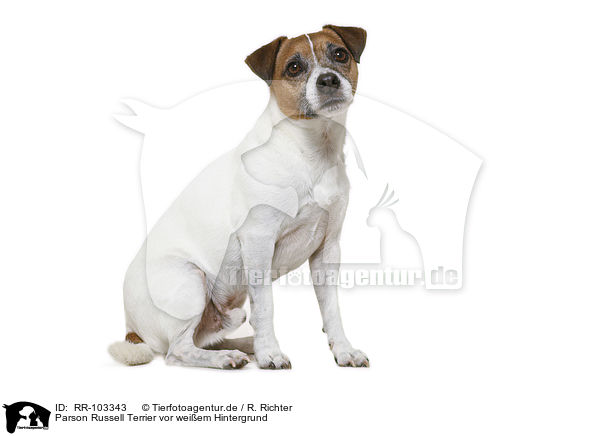 Parson Russell Terrier vor weiem Hintergrund / Parson Russell Terrier in front of white background / RR-103343