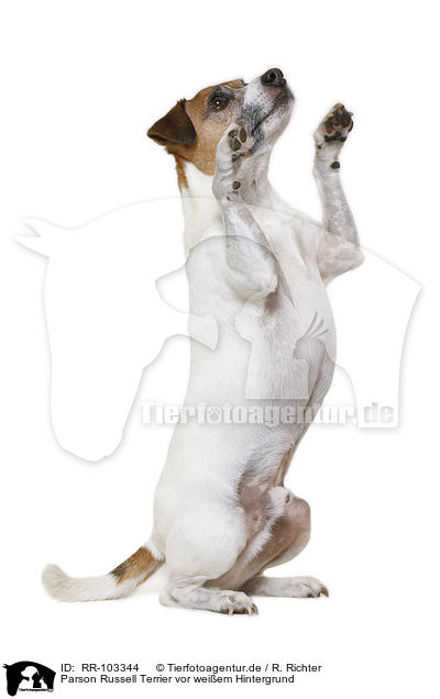 Parson Russell Terrier vor weiem Hintergrund / RR-103344