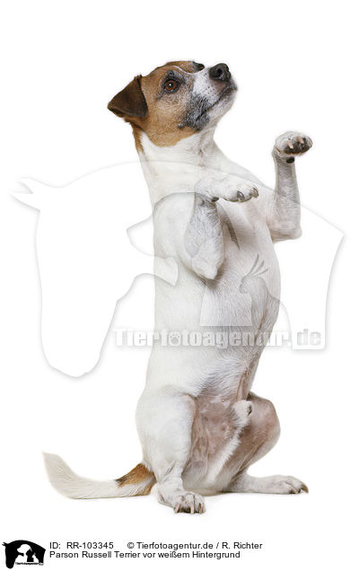 Parson Russell Terrier vor weiem Hintergrund / RR-103345