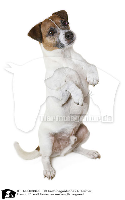 Parson Russell Terrier vor weiem Hintergrund / RR-103346
