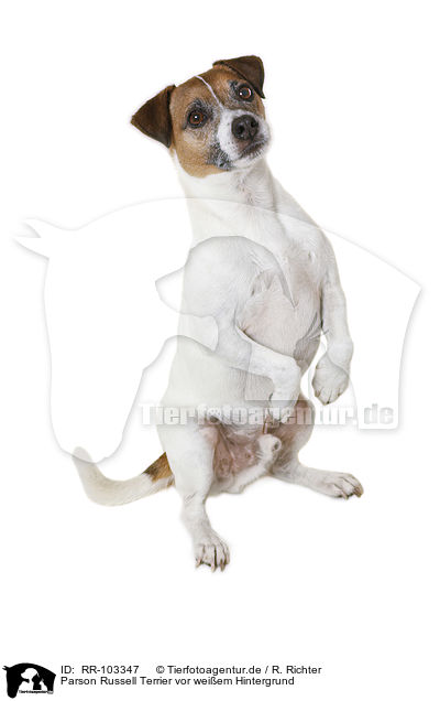 Parson Russell Terrier vor weiem Hintergrund / Parson Russell Terrier in front of white background / RR-103347