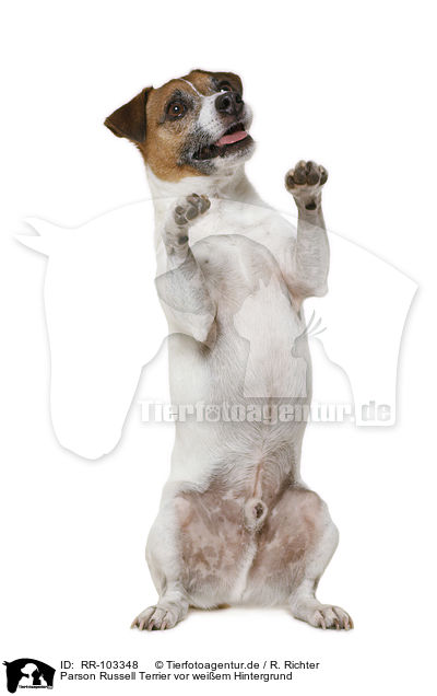 Parson Russell Terrier vor weiem Hintergrund / Parson Russell Terrier in front of white background / RR-103348