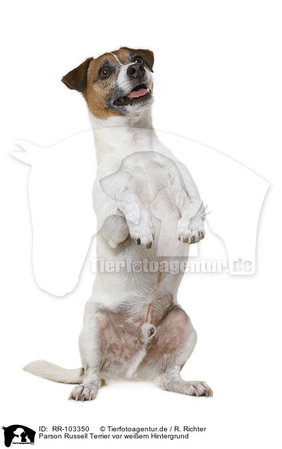 Parson Russell Terrier vor weiem Hintergrund / Parson Russell Terrier in front of white background / RR-103350