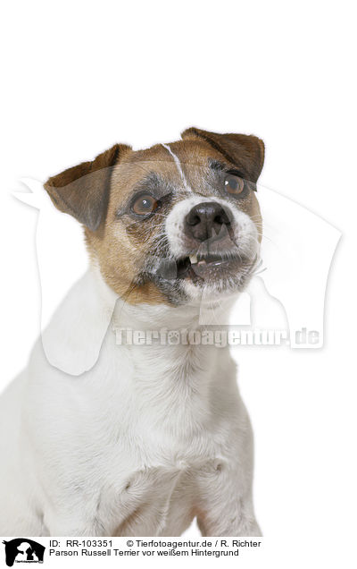 Parson Russell Terrier vor weiem Hintergrund / RR-103351
