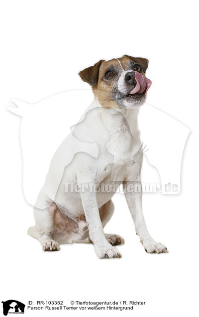 Parson Russell Terrier vor weiem Hintergrund / RR-103352