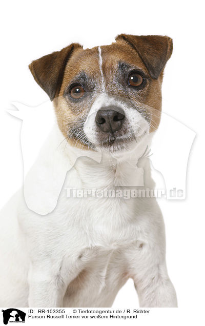 Parson Russell Terrier vor weiem Hintergrund / RR-103355