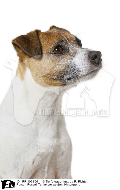 Parson Russell Terrier vor weiem Hintergrund / RR-103356