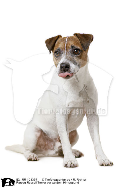 Parson Russell Terrier vor weiem Hintergrund / RR-103357