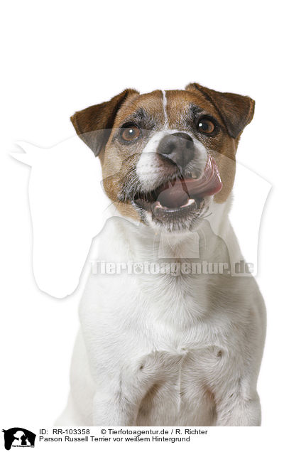 Parson Russell Terrier vor weiem Hintergrund / Parson Russell Terrier in front of white background / RR-103358
