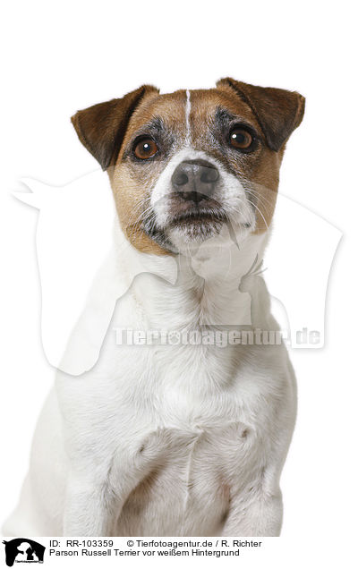 Parson Russell Terrier vor weiem Hintergrund / RR-103359