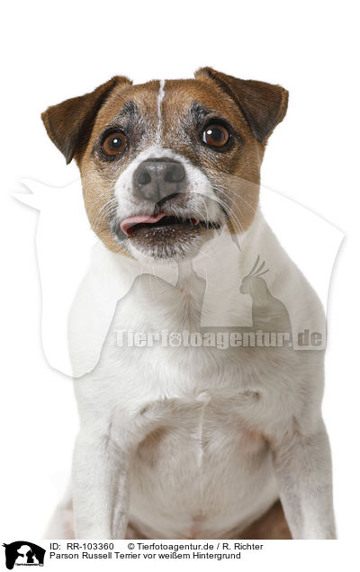 Parson Russell Terrier vor weiem Hintergrund / RR-103360
